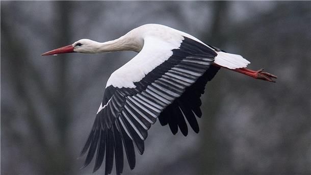 Nabu-Aktion: Wieso überwintern Weißstörche in Deutschland? Ein Storch fliegt bei Temperaturen von knapp über null Grad über einen Acker. Manche Weißstörche überwintern auch in Deutschland.