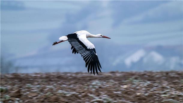 Ein Storch beim Fliegen. 
