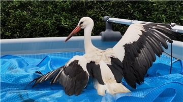 Ein Storch ist im Swimmingpool in der Wingst gelandet und musste gerettet werden.