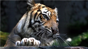 Ein Sumatra-Tiger im Zoo von Surabaya, Indonesien. Ein Tiger dieser Art hat einen Mann angegriffen.