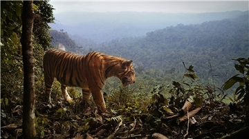 Ein Sumatra-Tiger steht am Rande des Waldes in Indonesien.