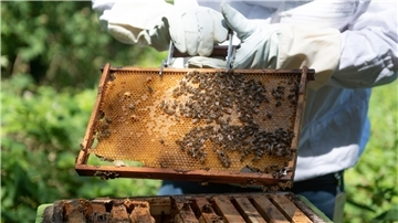 Ein Summen liegt in der Luft: Honigbienen tummeln sich um einen Bienenstock. Foto: Sven Hoppe/dpa