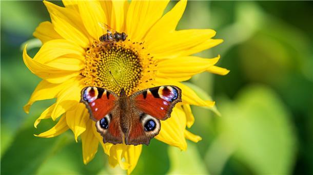 Eindringliche Appelle beim Weltnaturgipfel in Kanada Ein Tagpfauenauge sitzt auf einer Sonnenblume.