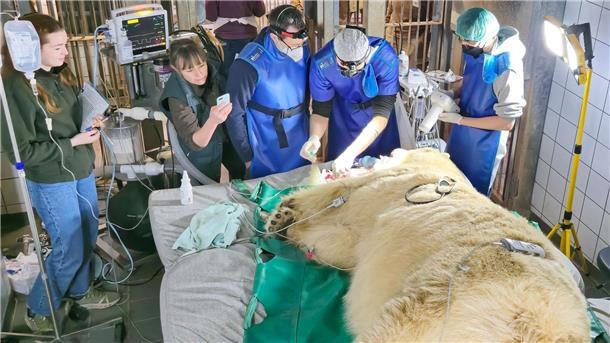 Zahn-Operation bei Eisbärin Milana im Zoo Hannover Ein Team aus Tierärzten und tiermedizinischen Fachangestellten von der Tierärztlichen Hochschule Hannover behandelte die Eisbärin.