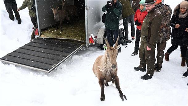Schweizer Steinböcke in Bayern angekommen Ein Tier springt aus einem Anhänger bei einer Auswilderung von Schweizer Steinböcken in der Nähe der Benediktenwand.