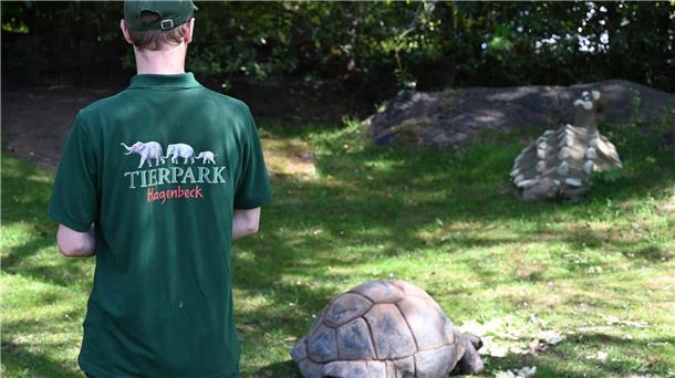 Schildkröten auf der Waage Ein Tierpfleger überprüft den Gesundheitszustand einer Riesenschildkröte.