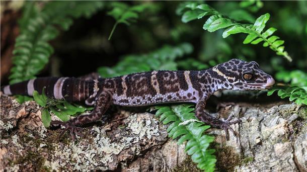 Der Gecko ist das Zootier des Jahres Ein Tigergecko sitzt im Zoo in Köln auf einem Baumstamm. Der Gecko ist das Zootier des Jahres 2024.