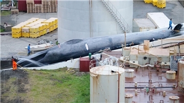 Ein toter Blauwal liegt in der Walfangstation in Hvalfjördur (Island) und wird mit Wasser besprüht.
