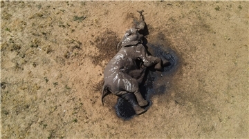 Ein toter Elefant im Hwange-Nationalpark in Simbabwe.