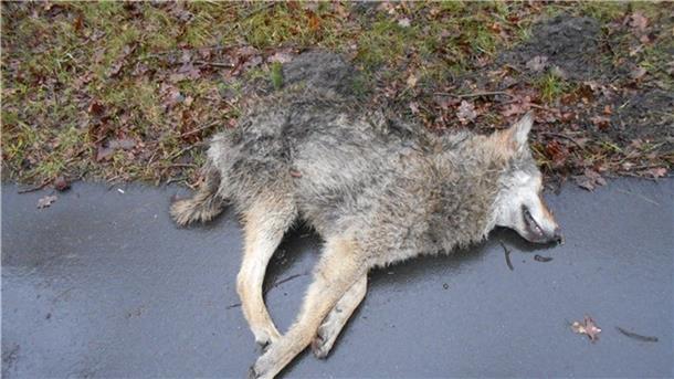 Ein überfahrener Wolf. In Norderseefeld ist am Osterwochenende ein Wolf zum Verkehrsopfer geworden.