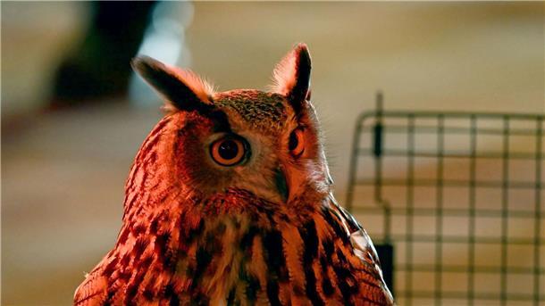 Dringend gesucht: Uhu aus Zoo im Central Park entkommen Ein Uhu sitzt auf der New Yorker Fifth Avenue.