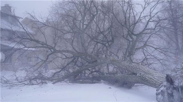 Wintersturm „Elliott“: Weihnachten unter Extrembedingungen Ein umgefallener Baum liegt auf der Kreuzung in Buffalo.