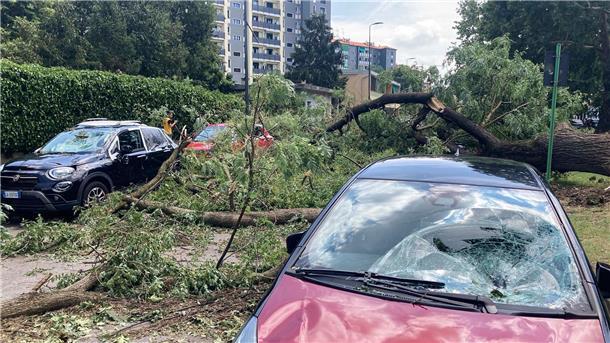 Algerien, Griechenland, Italien: Extremwetter am Mittelmeer Ein umgestürzter Baum liegt neben beschädigten Autos in der norditalienischen Stadt Mailand.