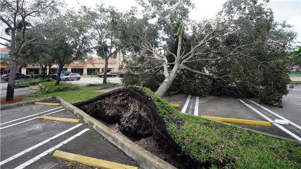 Hurrikan „Ian“ trifft auf Florida - Große Schäden erwartet Ein von den starken Winden der äußeren Bänder des Hurrikans „Ian“ entwurzelter Baum in Florida.