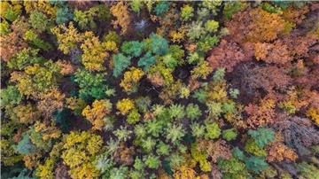 Letzte Arbeiten im Wildnisgebiet Hohenstein erledigt Ein Wald aus Laubbäumen.