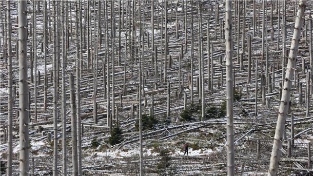 Mehr Kahlflächen im Harz trotz Aufforstungen Ein Wanderer geht durch den abgestorbenen Brockenwald.
