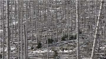 Mehr Kahlflächen im Harz trotz Aufforstungen Ein Wanderer geht durch den abgestorbenen Brockenwald.