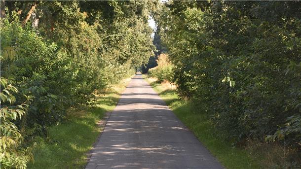 Ein Weg in Farven. An beiden Seiten hat sich die Spätblühende Traubenkirsche breitgemacht. Der starkwüchsige Strauch lässt heimischen Gehölzen und Pflanzen keine Chance. Die Wegraine verarmen zusehends an Arten.