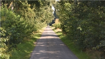 Ein Weg in Farven. An beiden Seiten hat sich die Spätblühende Traubenkirsche breitgemacht. Der starkwüchsige Strauch lässt heimischen Gehölzen und Pflanzen keine Chance. Die Wegraine verarmen zusehends an Arten.