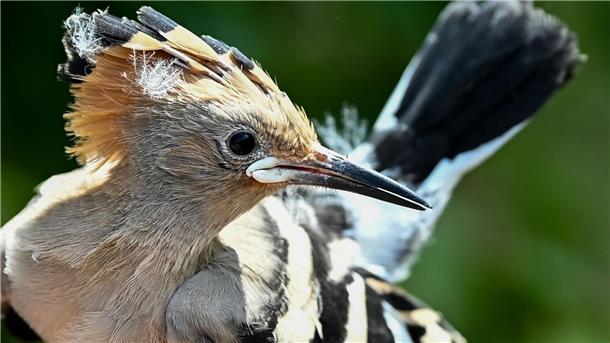 Kainismus: Wiedehopf verfüttert Küken an Geschwister Ein Wiedehopf wird von einem Vogelberinger in Sielmanns Naturlandschaft Do¨beritzer Heide in der Hand gehalten, um die Küken im Nest beringen und wiegen zu können.