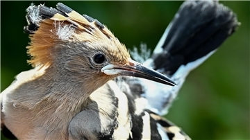 Ein Wiedehopf wird von einem Vogelberinger in Sielmanns Naturlandschaft Do¨beritzer Heide in der Hand gehalten, um die Küken im Nest beringen und wiegen zu können.
