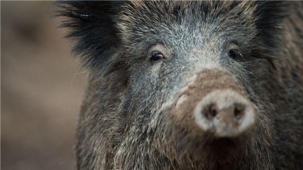 Afrikanische Schweinepest in Hessen Ein Wildschwein schaut aus einem Wildschweingehege zum Fotografen.