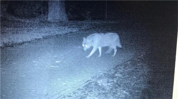 Ein Wolf ist in Jade in die Fotofalle gegangen.