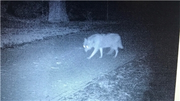 Ein Wolf ist in Jade in die Fotofalle gegangen.