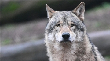Ein Wolf läuft auf Futter wartend durch ein Gehege im Tierpark.