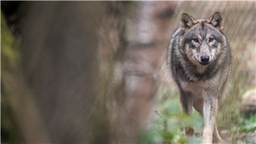 Ein Wolf läuft durch ein Freigehege in einem Wildpark. Experten beobachten seit Jahren die Entwicklung der Wolfspopulation, wobei vielfach nur „Durchzügler“ beobachtet werden.