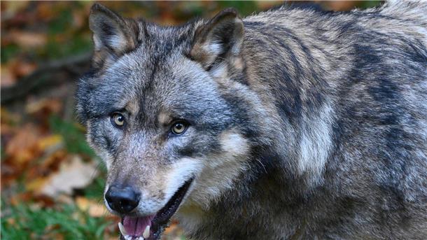 Land will Schnellabschuss problematischer Wölfe umsetzen Ein Wolf läuft durch einen Wald.