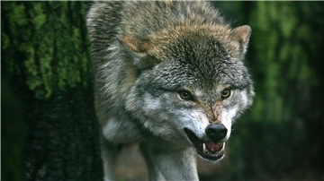 Ein Wolf soll Rinder in Lunestedt gerissen haben