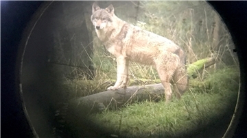 Ein Wolf steht im Wildpark Eekholt (Fotografiert durch ein Zielfernrohr).
