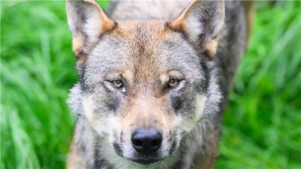 Ein Wolf steht in einem Gehege.