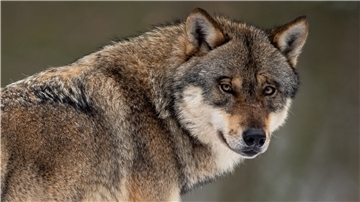 Ein Wolf steht in einem Gehege im Wildpark Neuhaus. In Altenwalde lief ein Wolf frei herum und traf auf eine Anwohnerin.