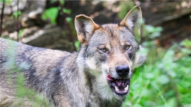 BUND kritisiert Wolfsabschuss-Beschluss der Umweltminister Ein Wolf steht in Niedersachsen.