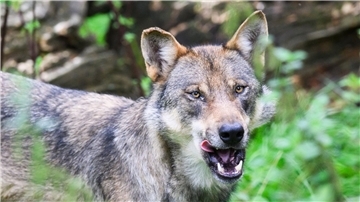 Ein Wolf steht in Niedersachsen.