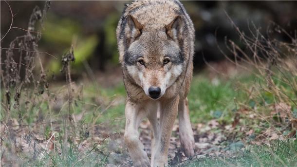 Nach den Wolfsrissen in Butjadingen: Abgeordnete fordert schnelle Lösung Wolf