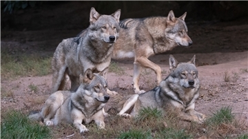 Ein Wolfsrudel läuft im Tierparadies Tripsdrill durch ein Gehege.