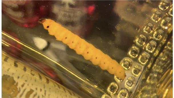 Wurm im Agavenschnaps per DNA-Analyse identifiziert Ein Wurm in einer Flasche „Reposado“ Mezcal.