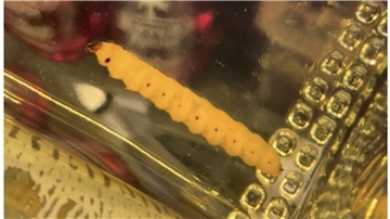 Ein Wurm in einer Flasche „Reposado“ Mezcal.