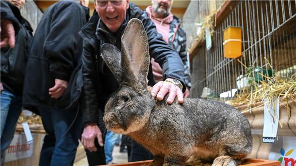 Nutztiere mit Kuschelfaktor - Kaninchen-Schau in Kassel Ein Züchter präsentiert auf der Bundeskaninchenschau in Kassel einen Deutschen Riesen.