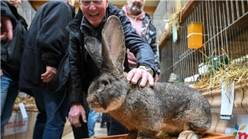 Nutztiere mit Kuschelfaktor - Kaninchen-Schau in Kassel Ein Züchter präsentiert auf der Bundeskaninchenschau in Kassel einen Deutschen Riesen.