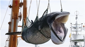 Ein Zwergwal wird in einem Hafen von einem Schiff gelöscht.