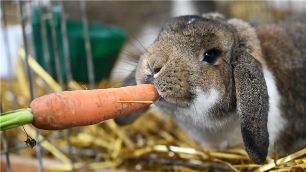 Nutztiere mit Kuschelfaktor - Kaninchen-Schau in Kassel Ein Zwergwidder wird auf der Bundeskaninchenschau in Kassel mit einer Möhre gefüttert.