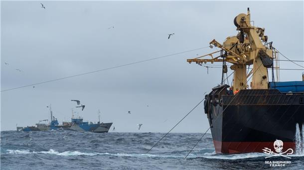 Einblicke in die Arbeit der Neptune` s Pirates in Zusammenarbeit mit Sea Shepherd Frankreich.