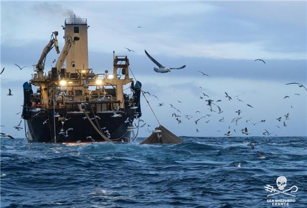 Einblicke in die Arbeit der Neptune` s Pirates in Zusammenarbeit mit Sea Shepherd Frankreich.