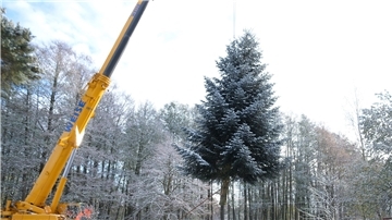 Weihnachtsbaum für Brandenburger Tor in Thüringen gefällt Eine 15 Meter hohe Nordmanntanne wird von einem Kran gehalten. Der Baum soll am Brandenburger Tor in Berlin aufgestellt werden.