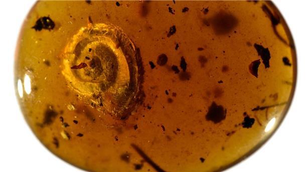 Colmar stellt 99 Millionen Jahre alte fossile Schnecke aus Eine 99 Millionen Jahre alte fossile Schnecke soll ab 20. Juni im Naturhistorischen Museum in Colmar ausgestellt werden.