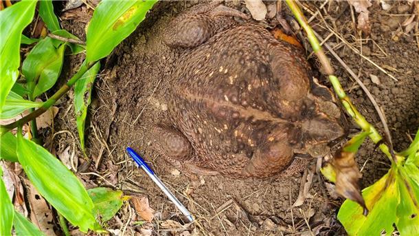 So schwer wie ein Baby: Monster-Kröte in Australien entdeckt Eine Aga-Kröte („Cane Toad“) im Conway National Park in der Whitsunday-Region im Norden Queenslands Sie wurde „Toadzilla“ getauft.